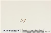 藏品(多毛苔屬)的圖片